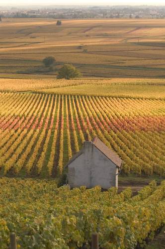 Aloxe-Corton_49851.jpg