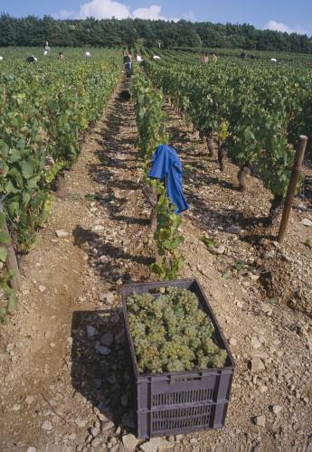 Harvest_Corton_Charlemagne.jpg