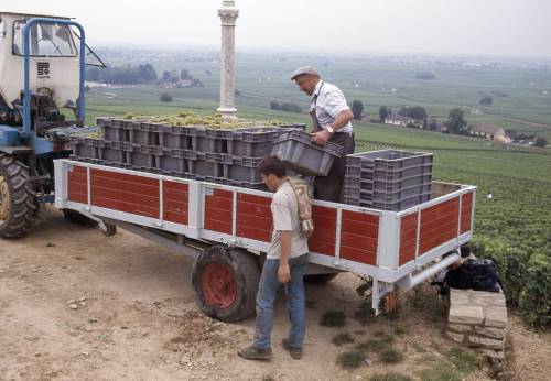 LouisLatour_harvest@Charlem.jpg