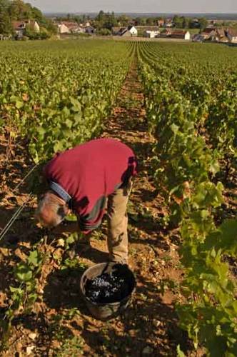 picking_pinot_noir_in_Clos_St_Jacques_Gevrey-Chambertin_3391.jpg