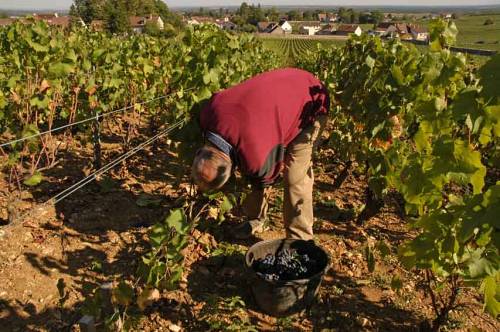 picking_pinot_noir_in_Clos_St_Jacques_Gevrey-Chambertin_3392.jpg