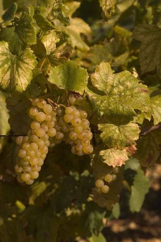 chardonnay_in_Pouilly_4145.jpg