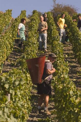 harvest_of_Chardonnay_in_Fuisse_4115.jpg