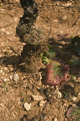 pinot_noir_vine_in_au_Perdrix_vineyard_Premeaux-Prissey_Cote_de_Nuits_2533.jpg