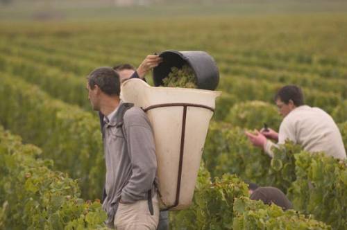 HBouzereausChardonnay@Puligny_3502.jpg