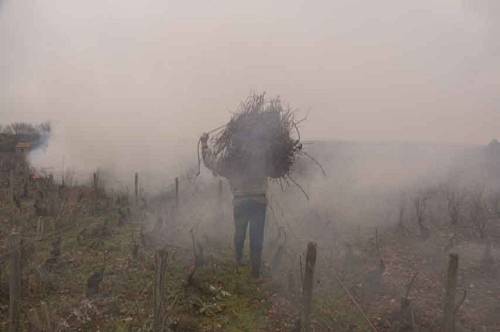 burning_prunings_Morey_St_Denis_5958.jpg