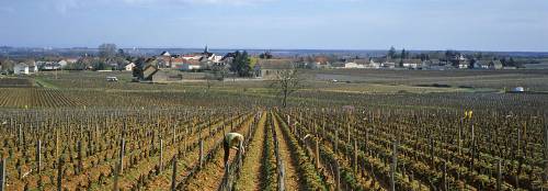 Puligny_from_ClavaillonLeflaive_1_9.jpg
