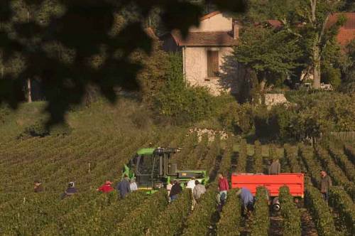 Harvest_in_Rully_3930.jpg