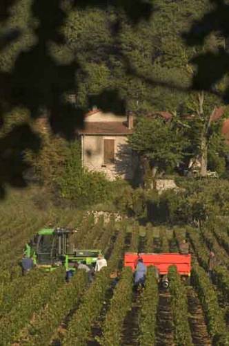 Harvest_in_Rully_3939.jpg