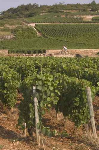 Looking_up_from_Batard_to_Montrachet_and_Chevalier_0087.jpg